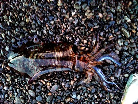 アオリイカ１杯上がりました！！