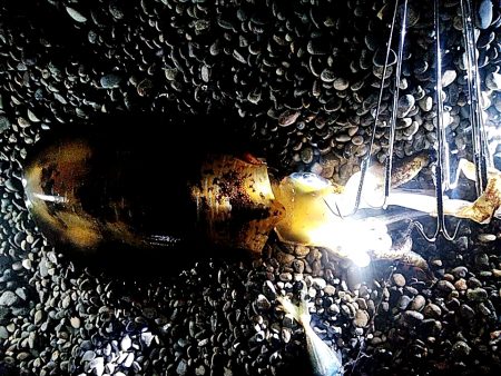 サーフでも　アオリイカゲットできました!!…