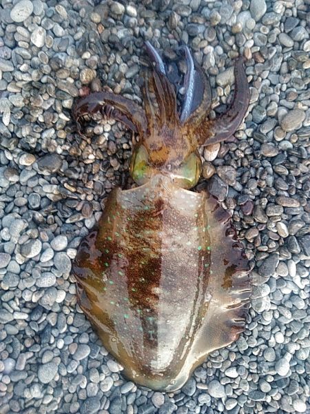 アオリイカ2杯あがりました!!