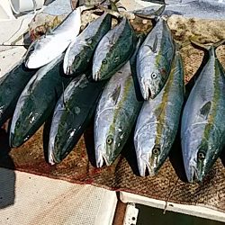 大物釣果速報！●光義丸：平戸市早福港