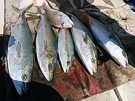 大物釣果速報！●光義丸：平戸市早福港