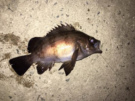 極寒の中　メバリング