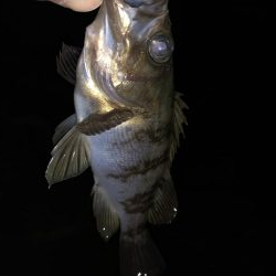 大きいメバルが釣りたくて…