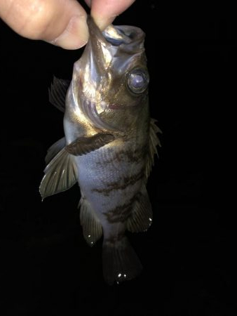 大きいメバルが釣りたくて…