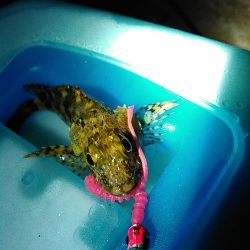 浜名湖ライトゲーム