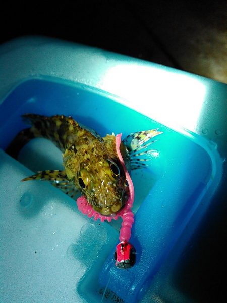 浜名湖ライトゲーム