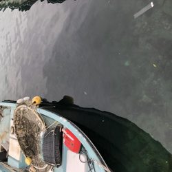 イナの大群襲来