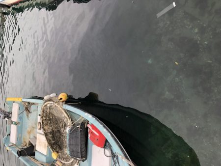 イナの大群襲来