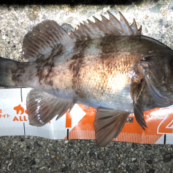 寒空風裏メバリング