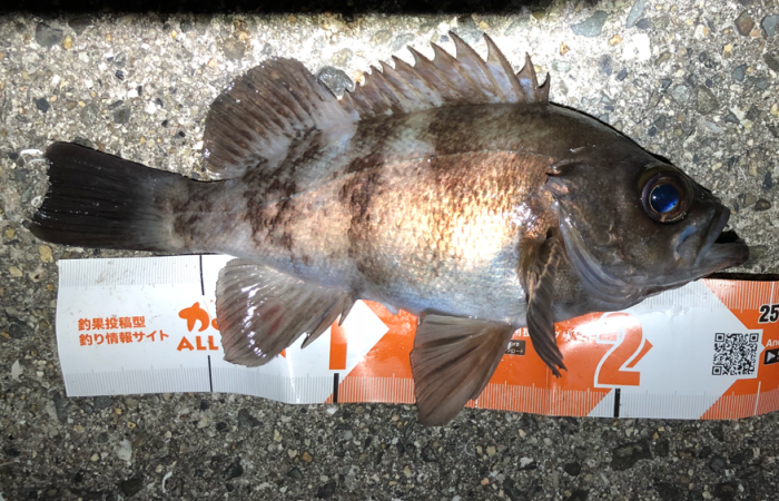 寒空風裏メバリング