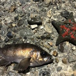 メバルプチ遠征