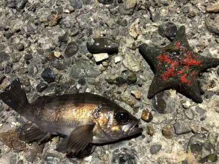 メバルプチ遠征