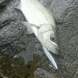 ひっさしぶりの釣り