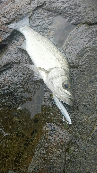 ひっさしぶりの釣り