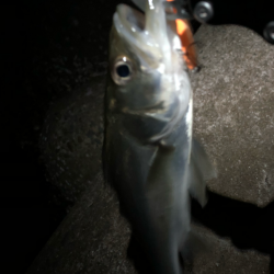 ど干潮メバリング