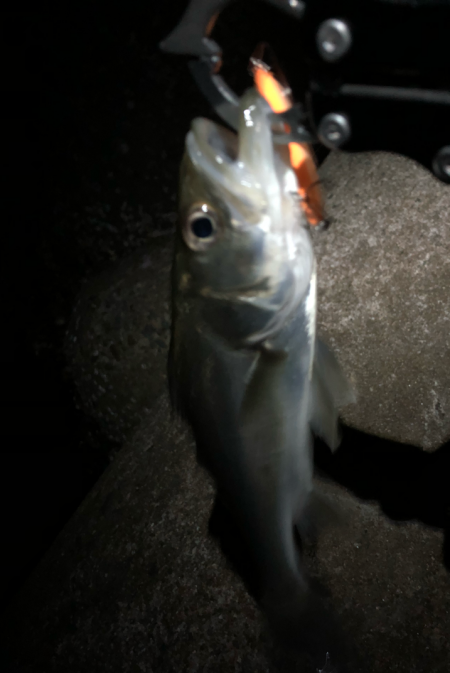 ど干潮メバリング