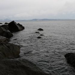 今年初青物(*つ▽`)っ