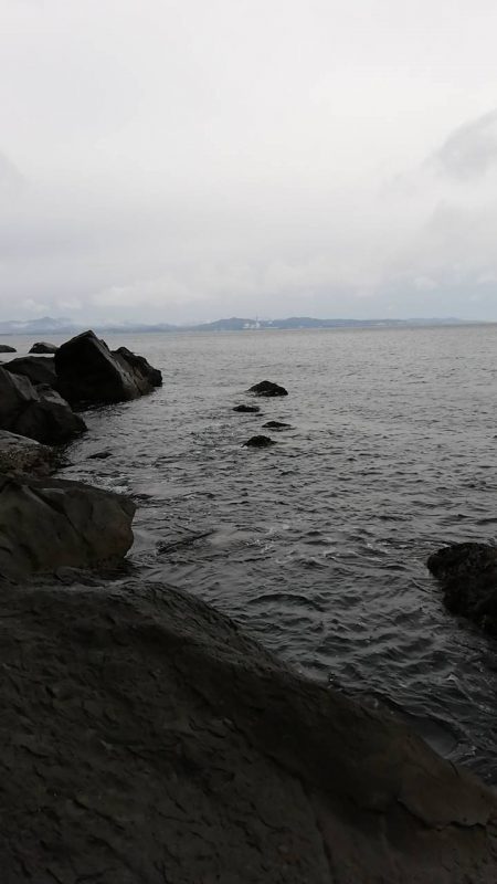 今年初青物(*つ▽`)っ