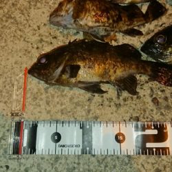 久しぶりのナイスナメバル