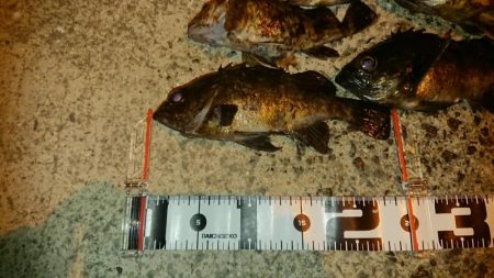 久しぶりのナイスナメバル