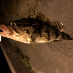 久しぶりのメバリング