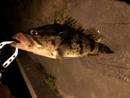 久しぶりのメバリング