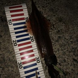 ヤリイカ ツ抜け達成