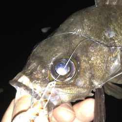 メバルプラッキング