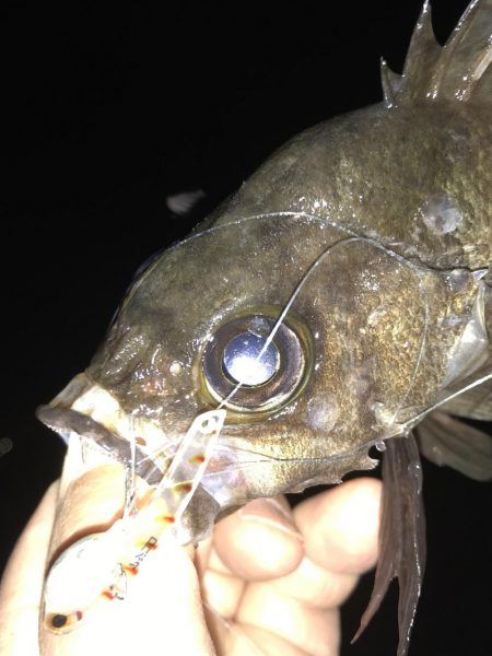 メバルプラッキング