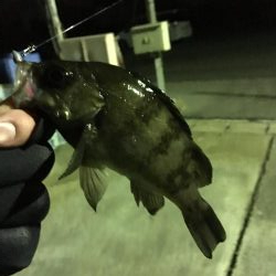 我慢のメバリング