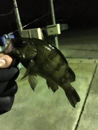 我慢のメバリング