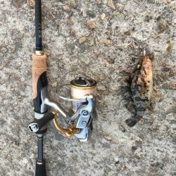 今日も渋いかな。