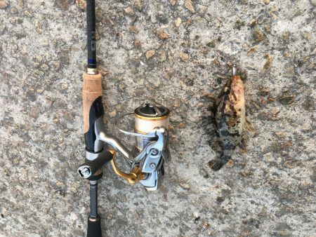 今日も渋いかな。