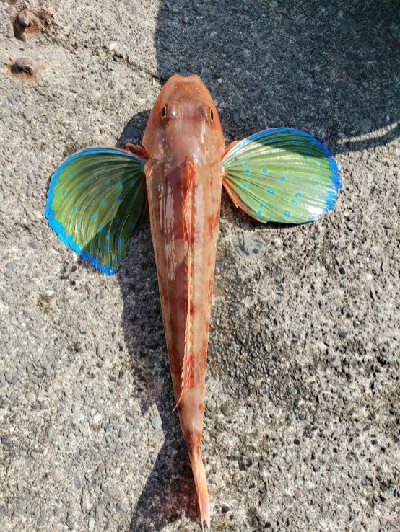 まだ、のっこみ始まらず