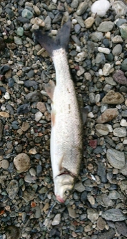 仁淀川河口にて