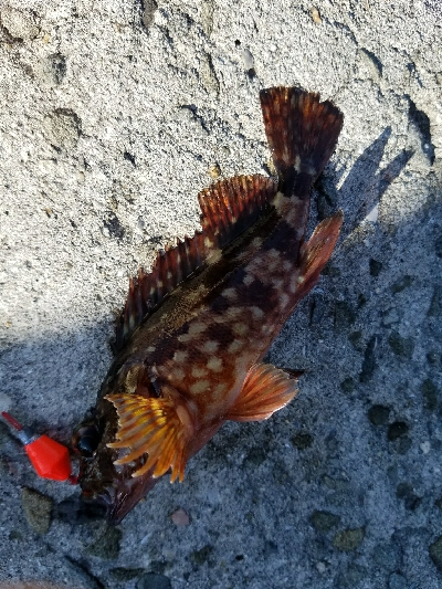 ガシラ釣り　～アジの切り身、良い&…