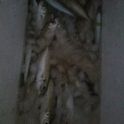 スズキ釣り ~代わりにアジ26匹~