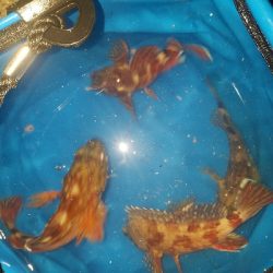 ガシラ釣り ~夕マズメ、遅い~