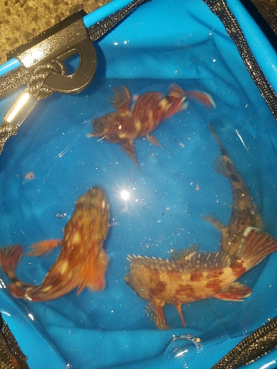 ガシラ釣り ~夕マズメ、遅い~