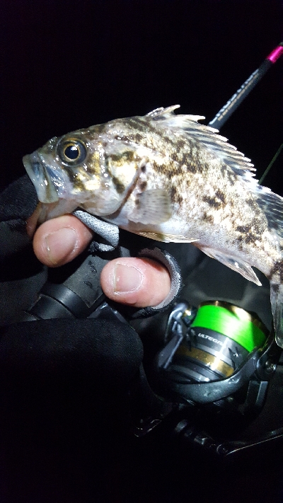 メバルがどこまで入ってきてるか調査に