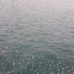 キミじゃないんだ！