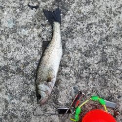 えび撒き初挑戦