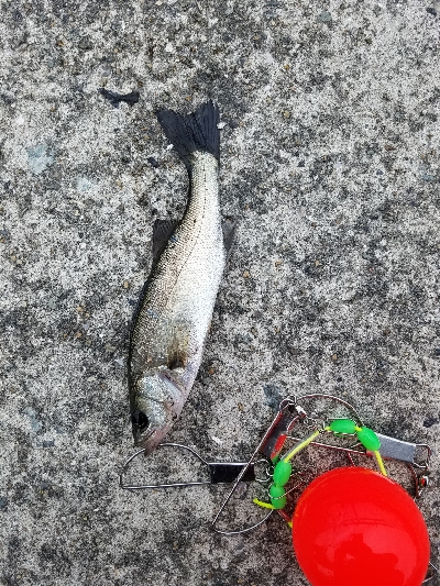 えび撒き初挑戦