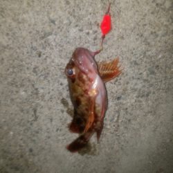 ガシラ釣り　～夕方60分勝負～