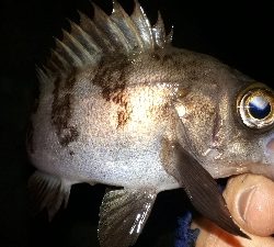 強風かと思えば・・・ラッキー