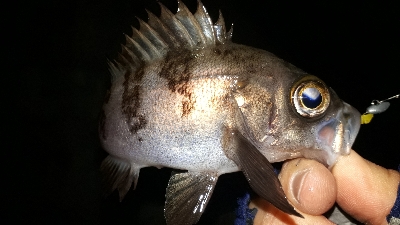 強風かと思えば・・・ラッキー