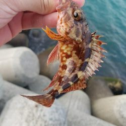 ガシラ釣り ~ベラが多い~