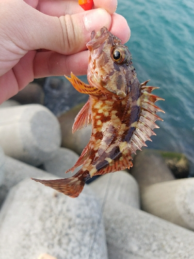 ガシラ釣り ~ベラが多い~