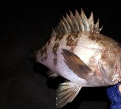 ご新規ポイントでのメバリング