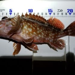 少しパターンが変わった?